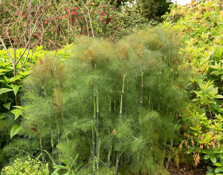 Bronze Fennel Herb Seeds for Planting – Heirloom Non-GMO Garden Seeds