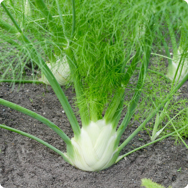 Florence Fennel Herb Seeds for Planting – Heirloom Non-GMO Garden Seeds