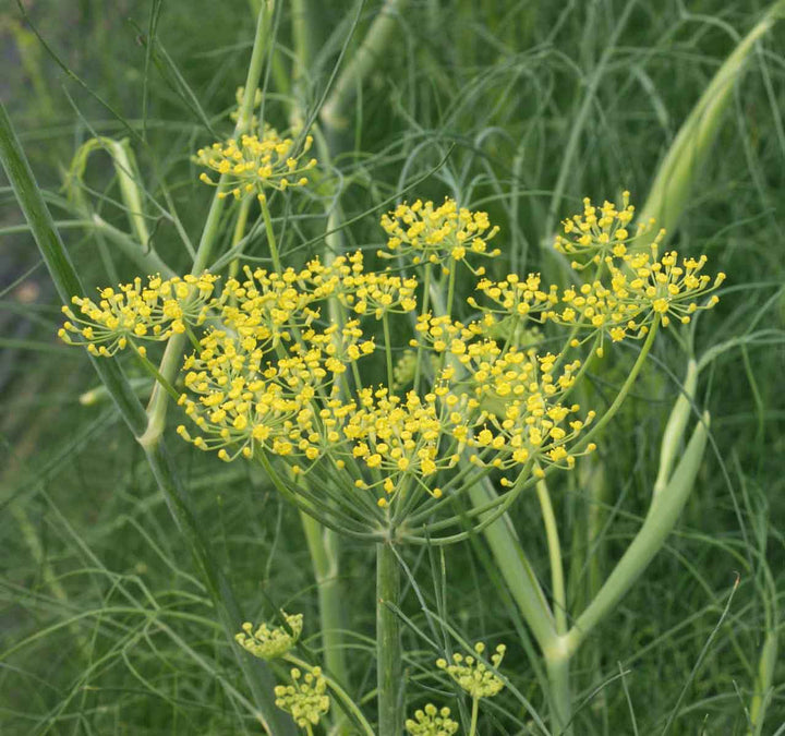 Fennel Herb Seeds for Planting – Heirloom Non-GMO Garden Seeds