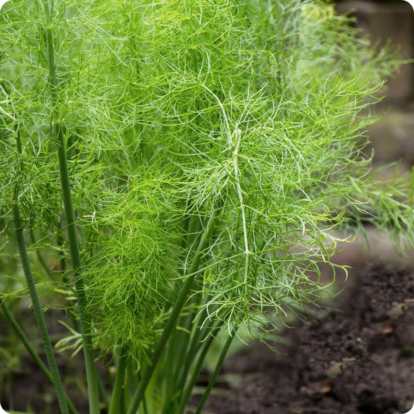 Grosfruchtiger Fennel Herb Seeds for Planting – Heirloom Non-GMO Garden Seeds