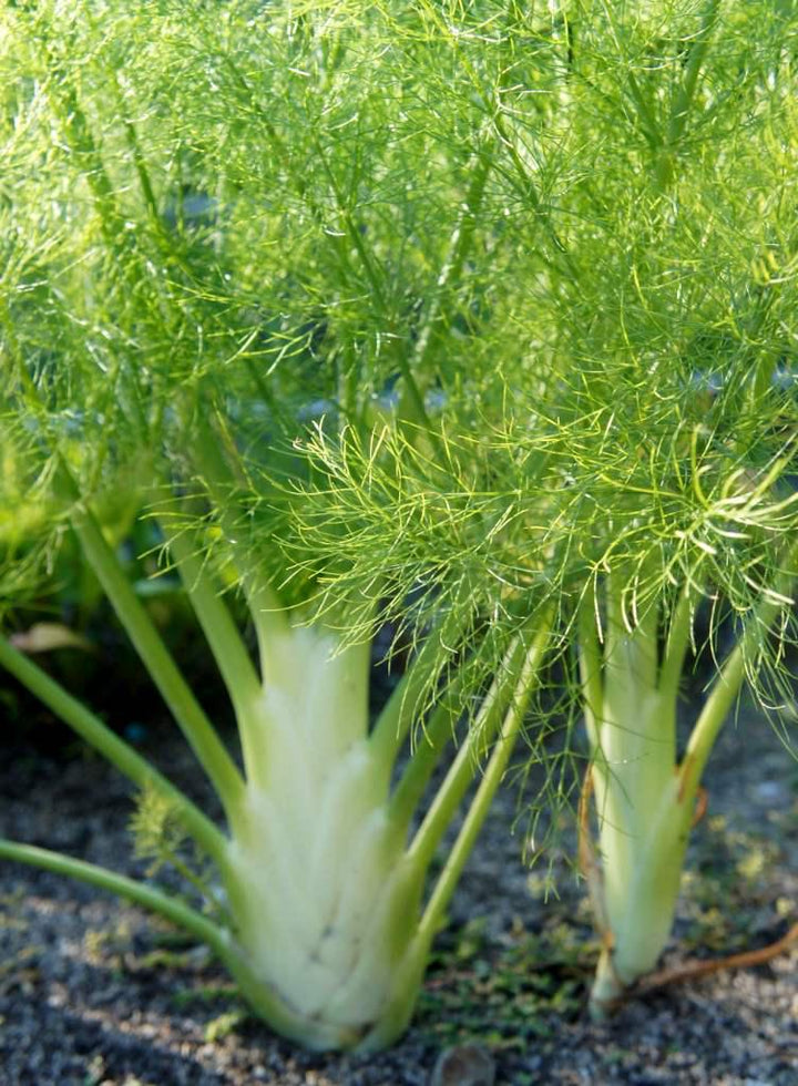 Fennel Seeds