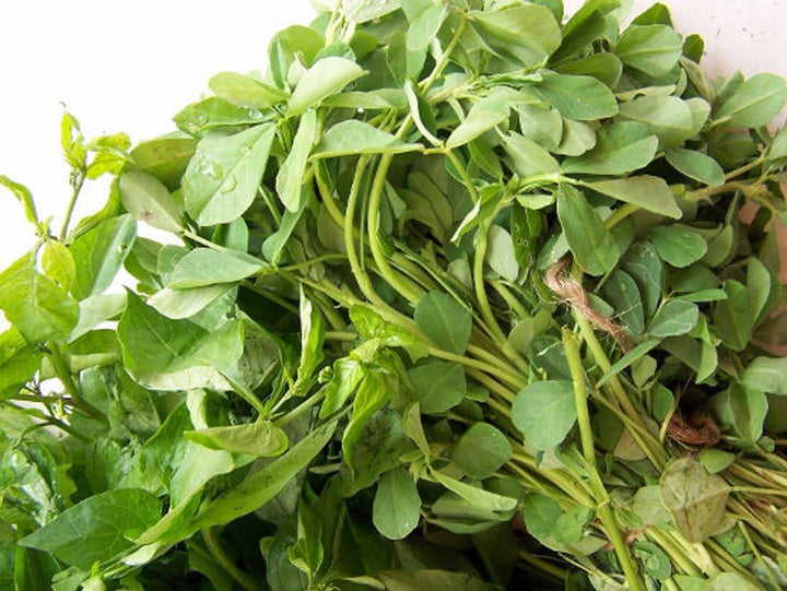 Fenugreek herb seeds for planting with fresh green fenugreek plants