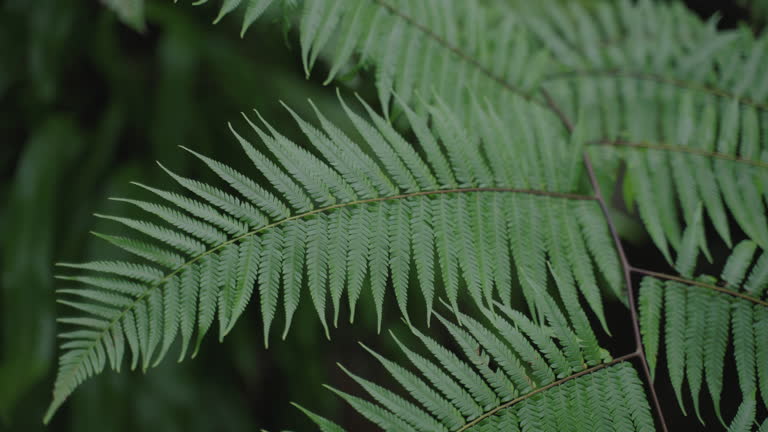 Fern plant seeds for planting with lush green fern foliage for shade gardens