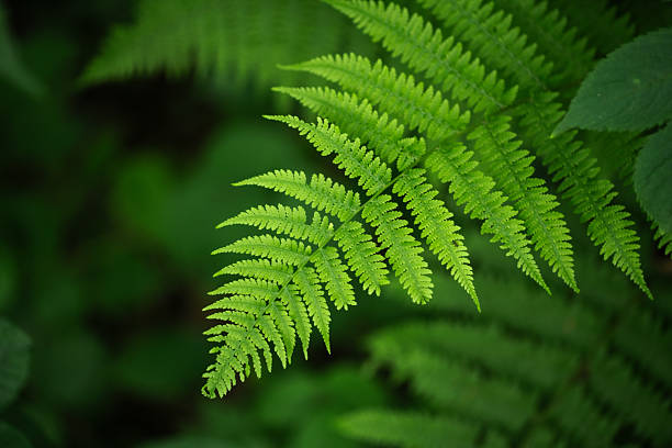 Fern plant seeds for planting with lush green fern foliage for shade gardens