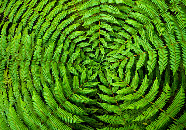 Fern plant seeds for planting with lush green fern foliage for shade gardens