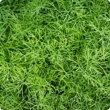 Fernleaf Dill with Yellow Flower Clusters