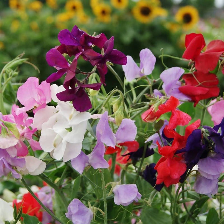 Lathyrus Odoratus flower seeds