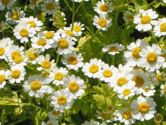 Feverfew Herb Seeds for Planting – Heirloom Non-GMO Garden Seeds
