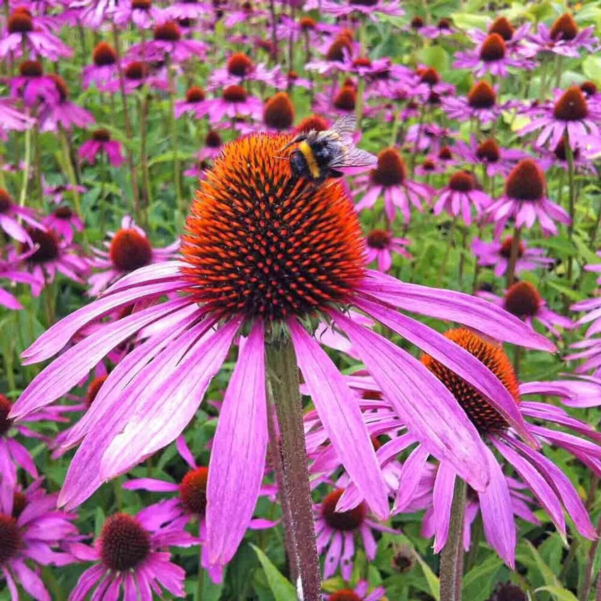 Bright Coneflower plant