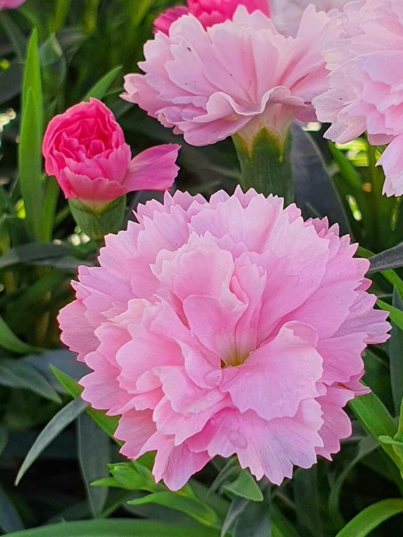 Pink Caryophyllus flower seeds