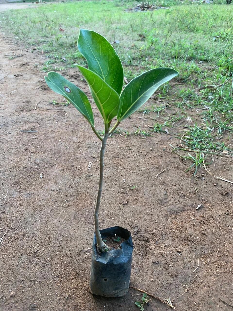 Banyan Tree Seeds for Planting – Ficus benghalensis tropical tree