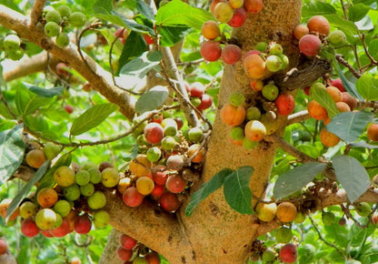 Cluster Fig Ficus racemosa Fruit Seeds for Planting – Heirloom Non-GMO Garden Seeds