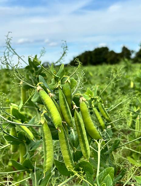 Field pea vegetable plants growing with green foliage and developing pea pods in a home garden