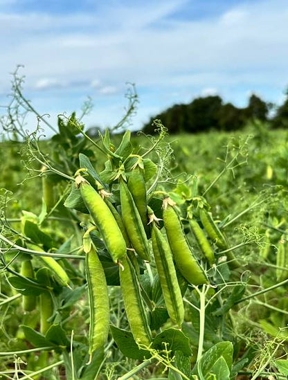 Field pea vegetable plants growing with green foliage and developing pea pods in a home garden