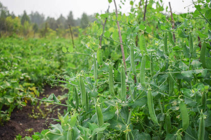 Field pea vegetable plants growing with green foliage and developing pea pods in a home garden