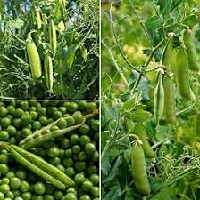 Field Pea Plants with Green Foliage and Pea Flowers