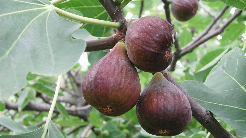 Fig Fruit Seeds for Planting – Heirloom Non-GMO Garden Seeds