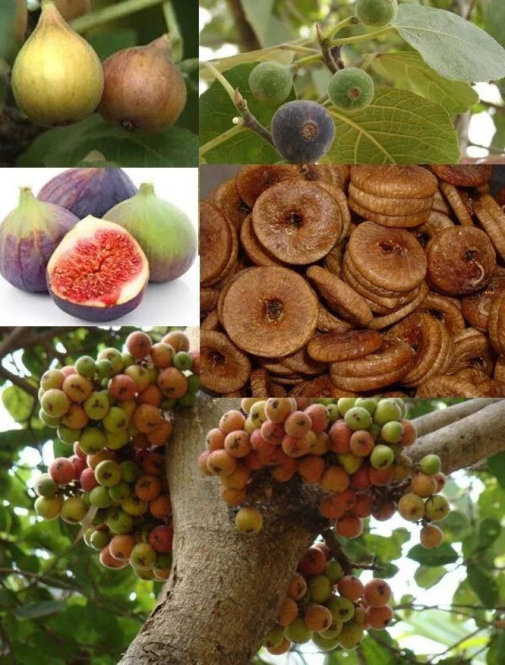 fig fruit seeds