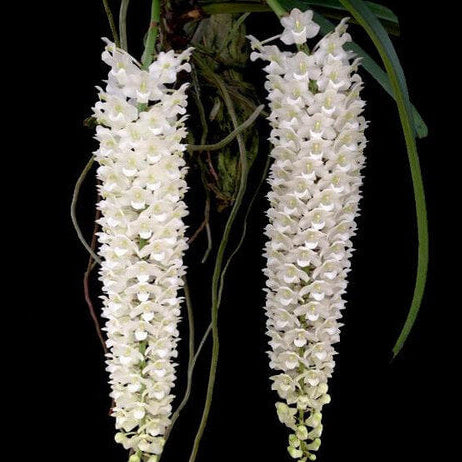 Retusa Alba Orchid plant