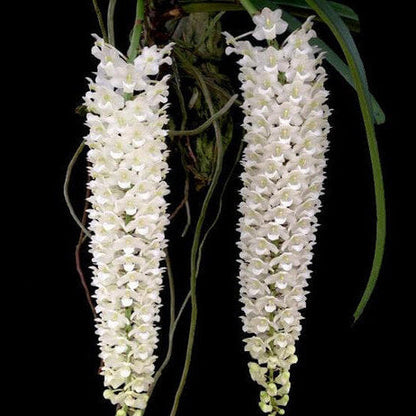 Retusa Alba Orchid plant
