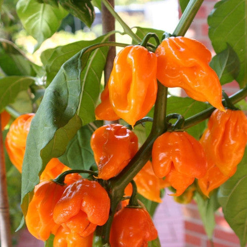 Trinidad Moruga Scorpion Pepper Seeds for Planting – Orange Variety