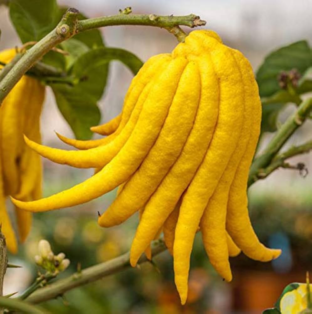 yellow finger citron seeds