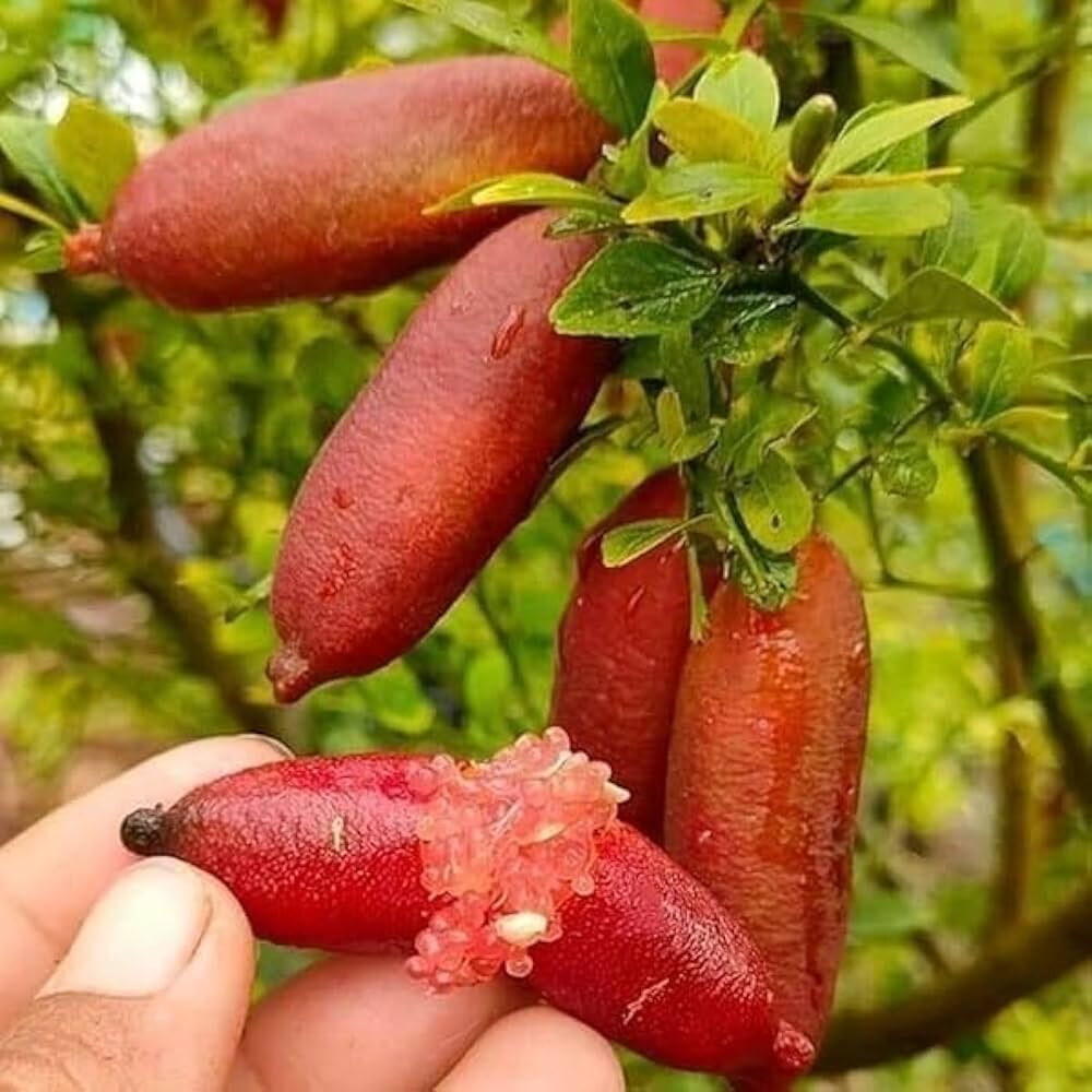 finger lime seeds