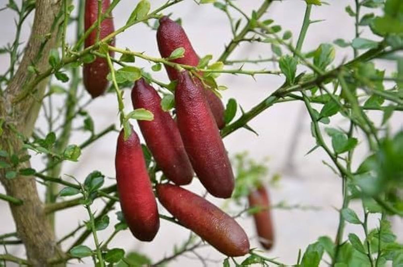 Finger Lime Citrus australasica Fruit Seeds for Planting – Heirloom Non-GMO Garden Seeds