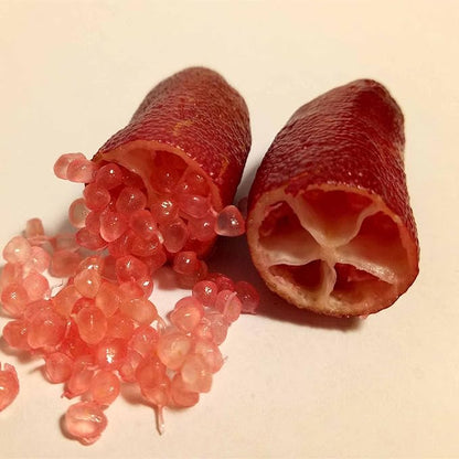 Ice Pink Finger Lime Fruit Seeds for Planting – Heirloom Non-GMO Garden Seeds