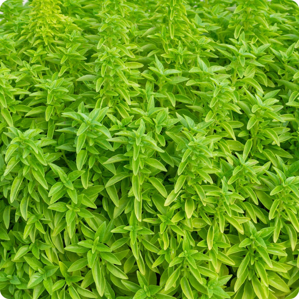 Fino Verde Basil Herb Seeds for Planting – Heirloom Non-GMO Garden Seeds
