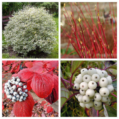 fire and ice dogwood seeds