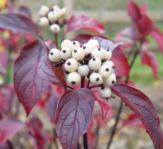 Fire and Ice Dogwood Cornus alba Tree Seeds for Planting – Heirloom Non-GMO Garden Seeds
