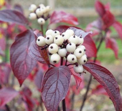 Fire and Ice Dogwood Cornus alba Tree Seeds for Planting – Heirloom Non-GMO Garden Seeds