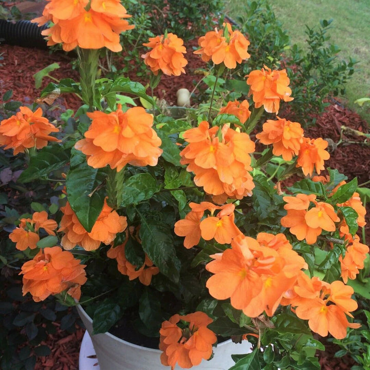 Orange Marmalade Crossandra flowers blooming on glossy green foliage