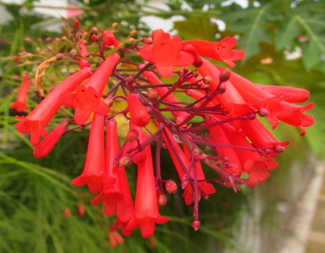 Russelia flower seeds