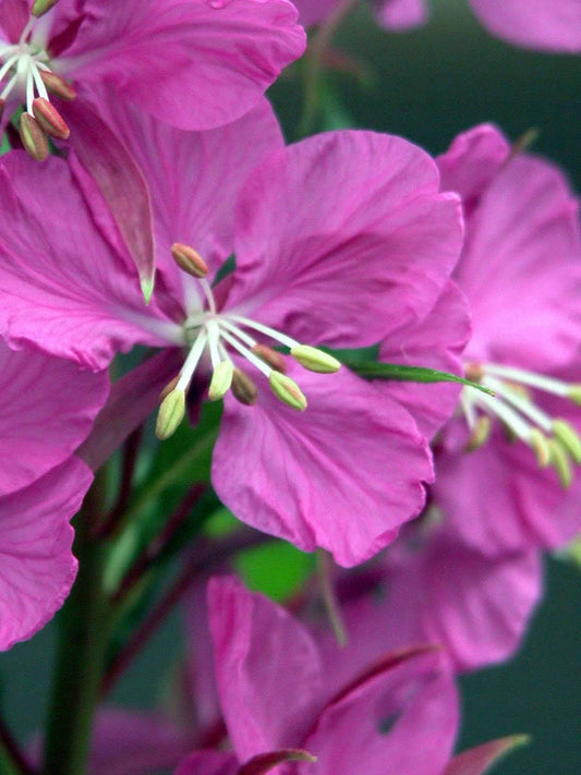 Fireweed Rosebay flower seeds