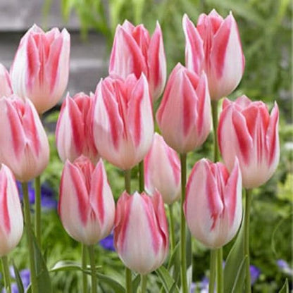 White Pink flower seeds