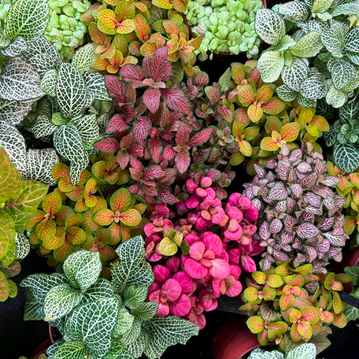 Mixed Fittonia Nerve Flower Seeds for Planting – Heirloom Non-GMO Garden Seeds