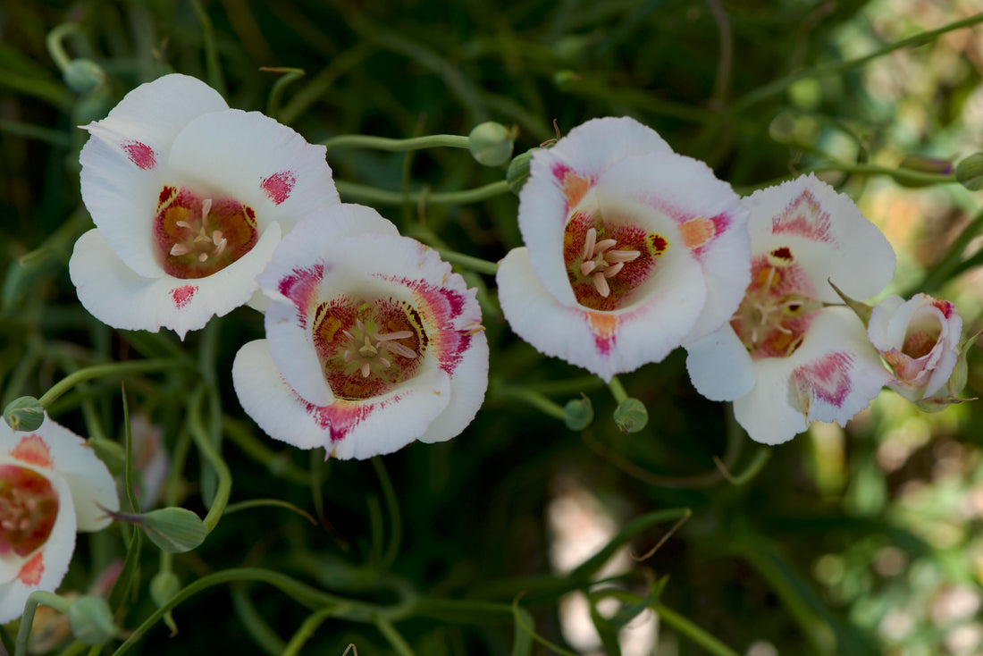 Calochortus flower seeds