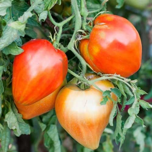 Heart Tomato Seeds