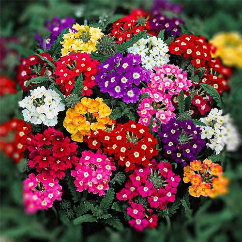 Verbena flower seeds