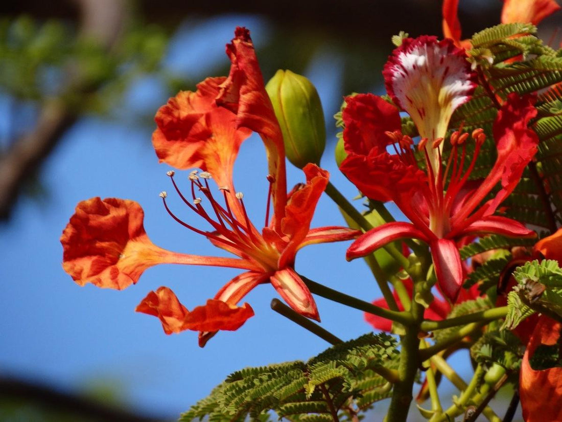 Red Jacaranda flower seeds