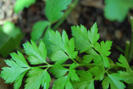 Flat Leaf Parsley Herb Seeds for Planting – Heirloom Non-GMO Garden Seeds
