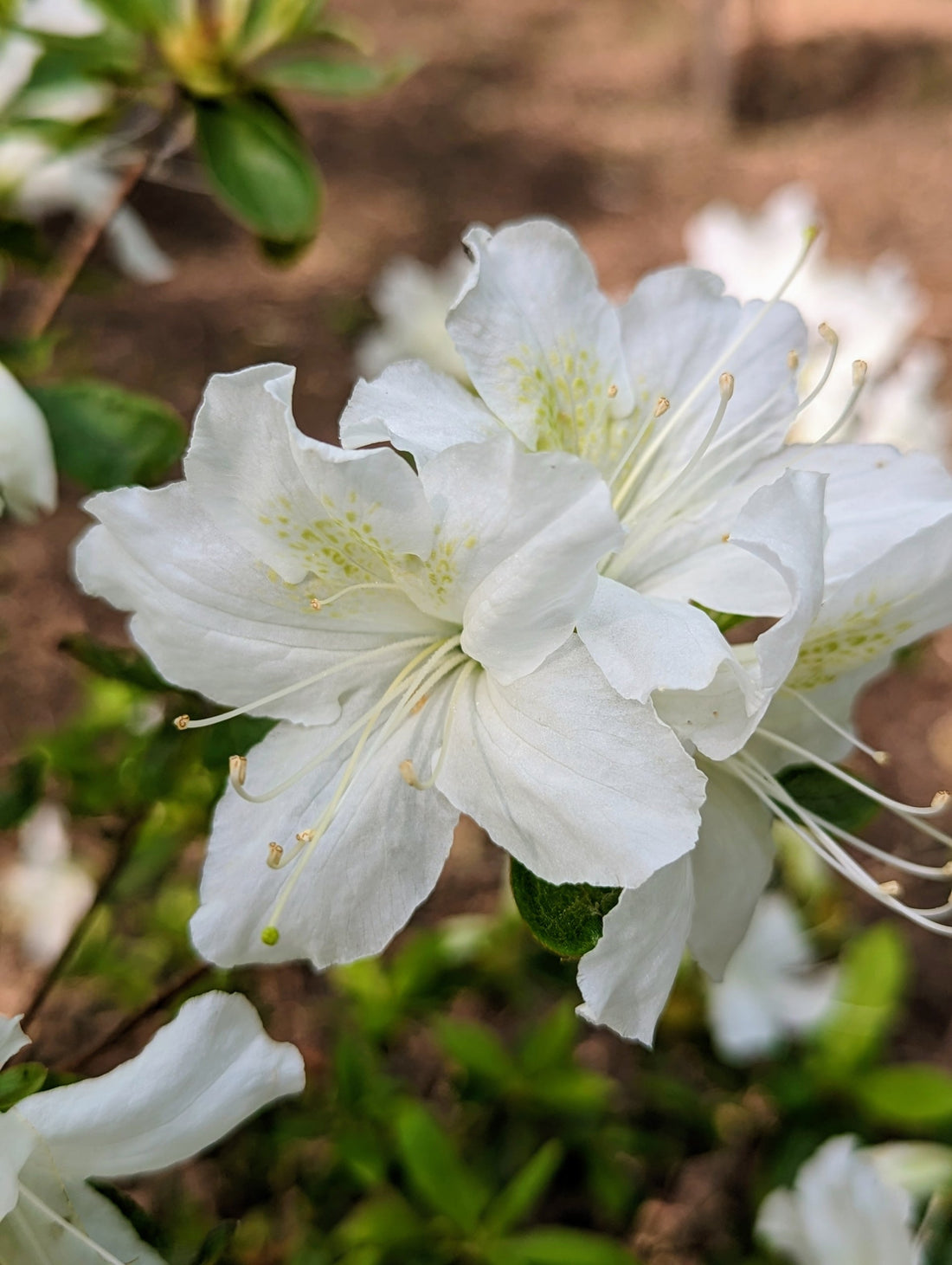 White Azalea flower seeds