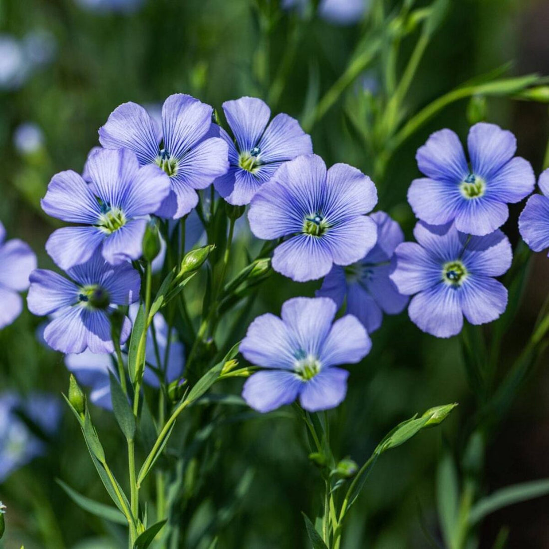 Flax flower seeds