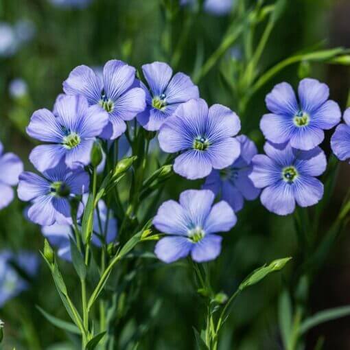 Regatta Wildflower Mix plant