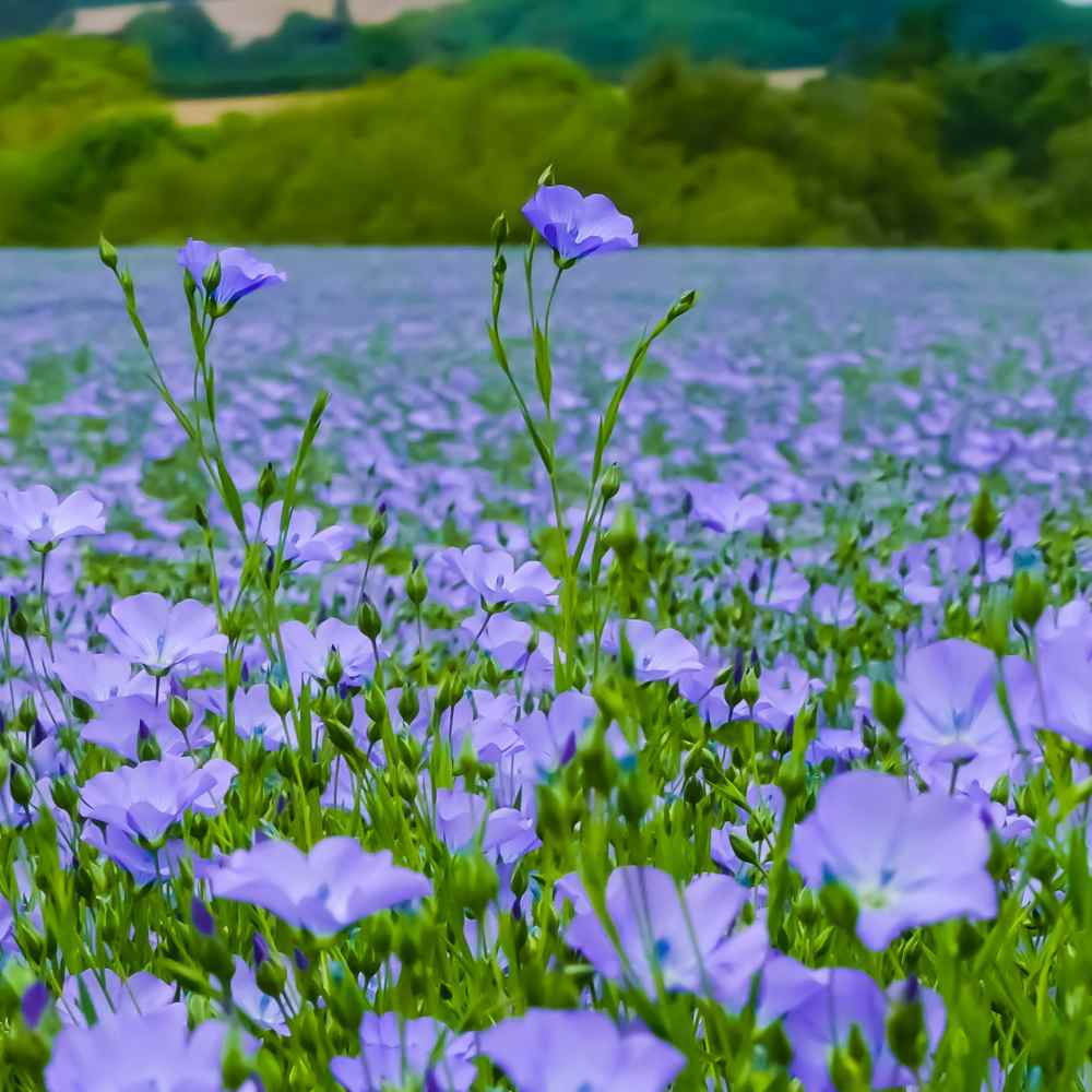 Flax Seeds for Planting – Heirloom Non-GMO Garden Seeds