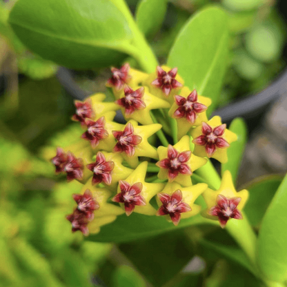 Blooming Hoya plant