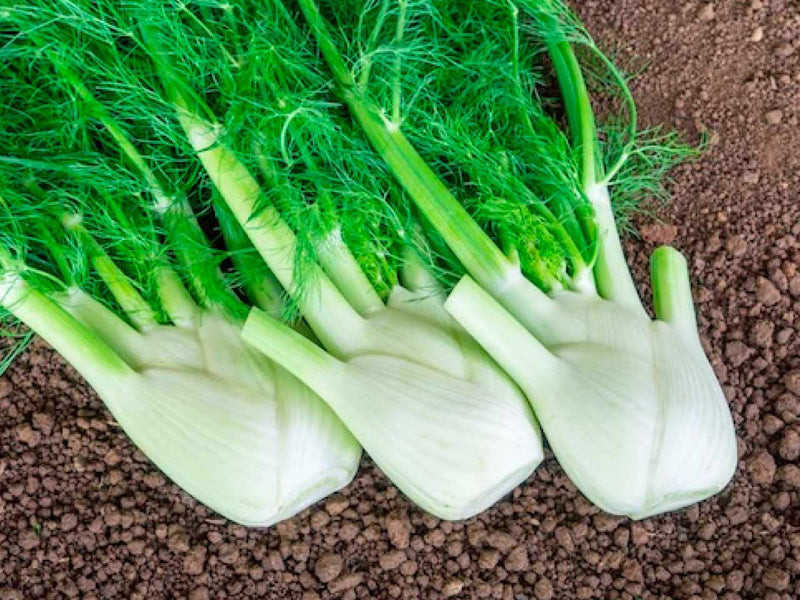 Florence Fennel Seeds for Planting – Heirloom Garden Seeds
