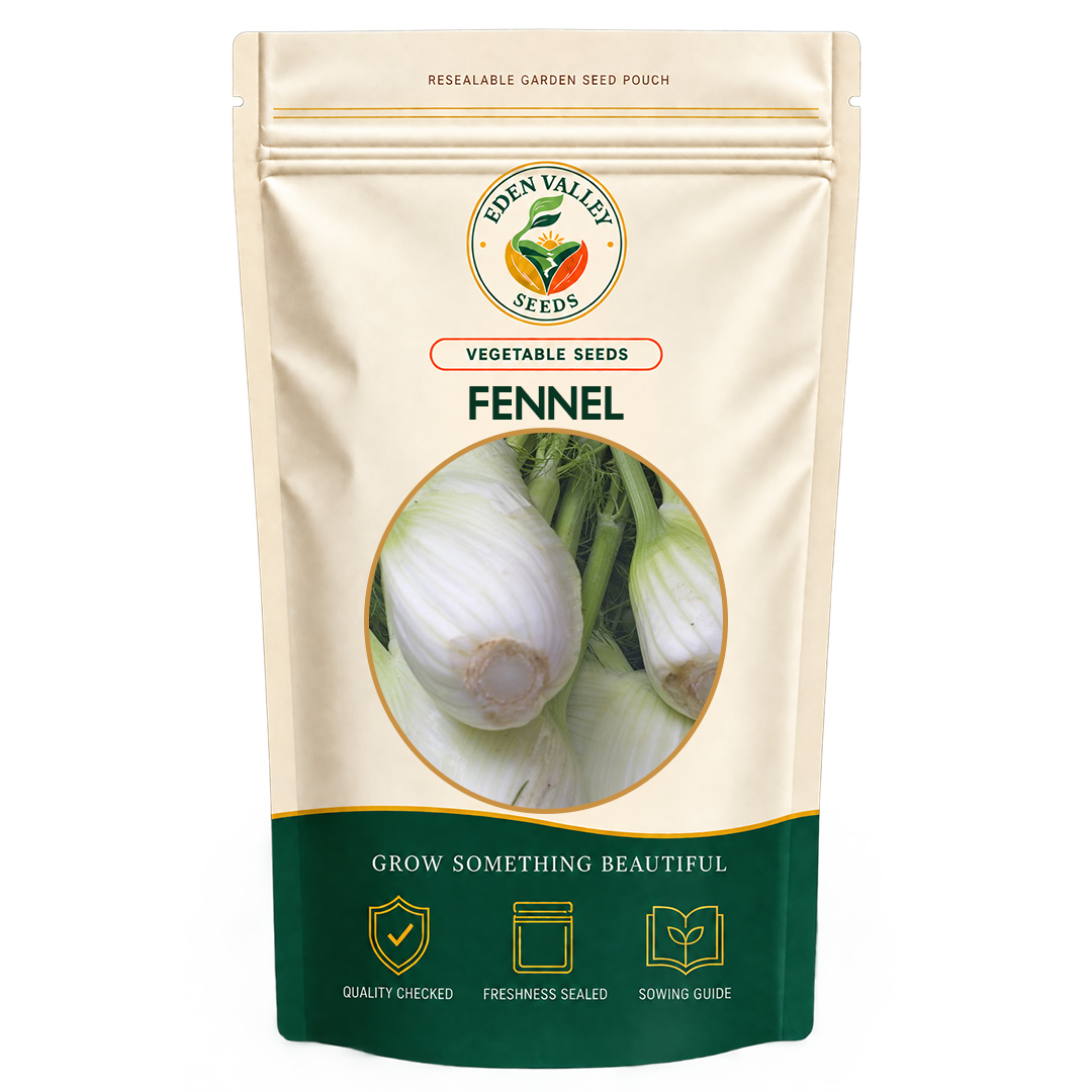 Florence Fennel Vegetable Seeds for home gardens